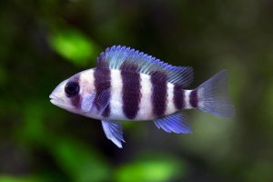 Cyphotilapia frontosa