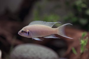 Neolamprologus brichardi