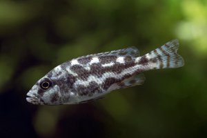 Nimbochromis polystigma