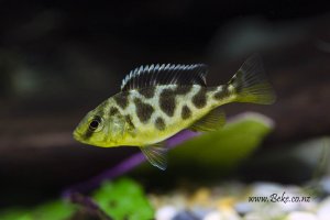 Nimbochromis venustus