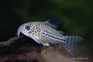 Corydoras trilineatus