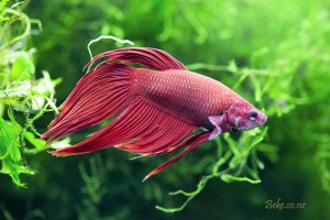 Betta splendens