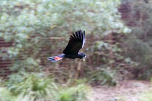 Calyptorhynchus  banksii