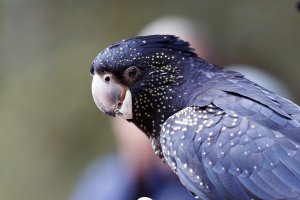 Calyptorhynchus  banksii