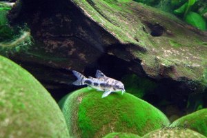 Corydoras habrosus