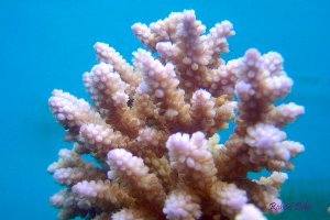 Acropora