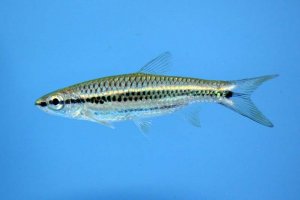 Rasbora cephalotaenia