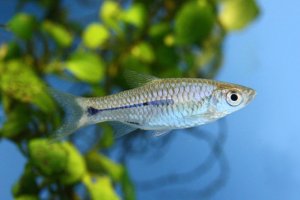 Rasbora sumatrana