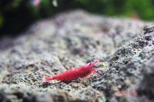 Red Cherry Shrimp