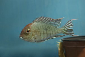 Geophagus sp