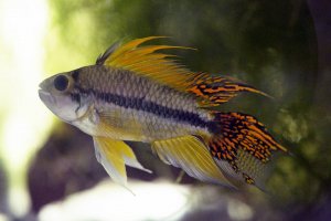 Apistogramma cacatuoides