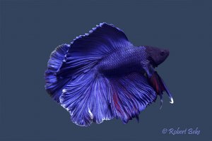 Betta splendens