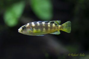 Pseudotropheus crabro