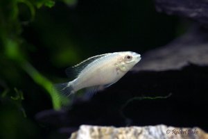 Pelvicachromis pulcher