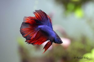 Betta splendens