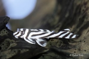 Hypancistrus zebra