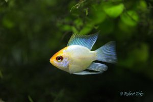 Mikrogeophagus ramirezi