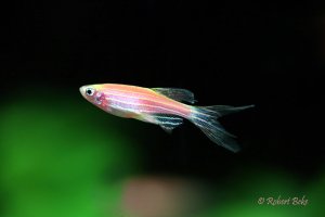 Danio rerio