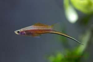 Xiphophorus hellerii