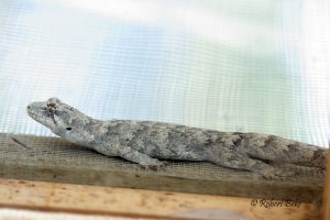 Hoplodactylus granulatus