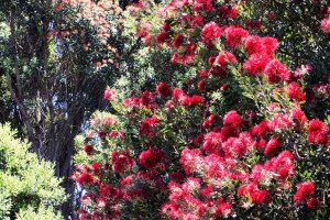 Pohutukawa