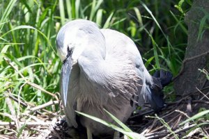 Egretta novaehollandiae