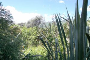 Nga Manu Nature Reserve