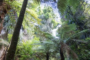 New Zealand's bush