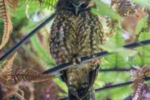 Ninox novaeseelandiae