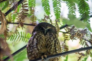 Ninox novaeseelandiae