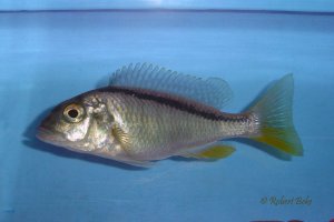 Mylochromis sp.