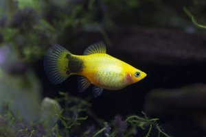 Xiphophorus maculatus