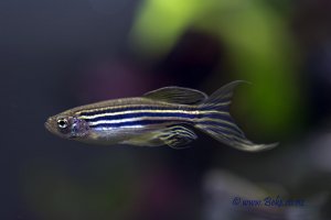 Danio rerio