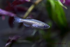 Danio rerio