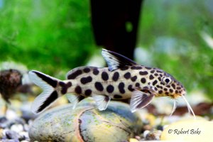 Synodontis multipunctatus