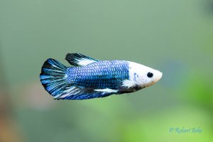 Betta splendens