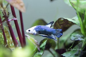 Betta splendens