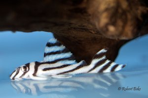 Hypancistrus zebra