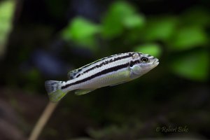 Melanochromis auratus