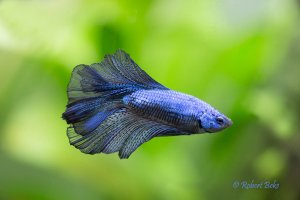 Betta splendens