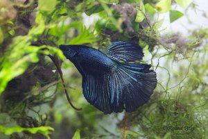 Betta splendens