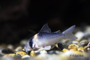 Corydoras adolfoi