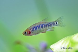 Danio erythromicron