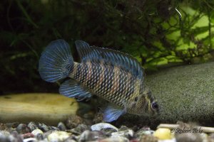 Badis ruber