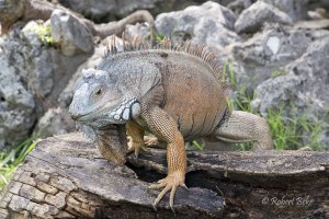 Iguana iguana