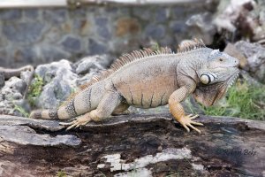 Iguana iguana