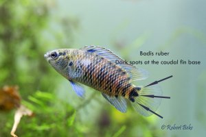 Badis ruber