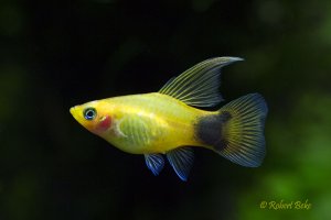 Xiphophorus maculatus