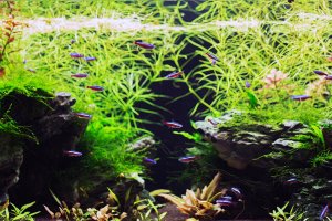 Planted aquarium