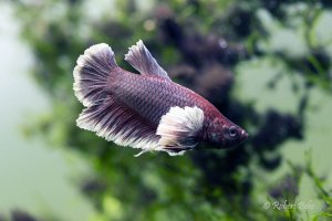 Betta splendens